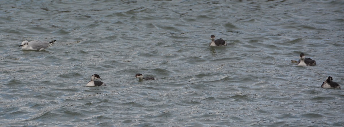 Horned Grebe - ML39604981