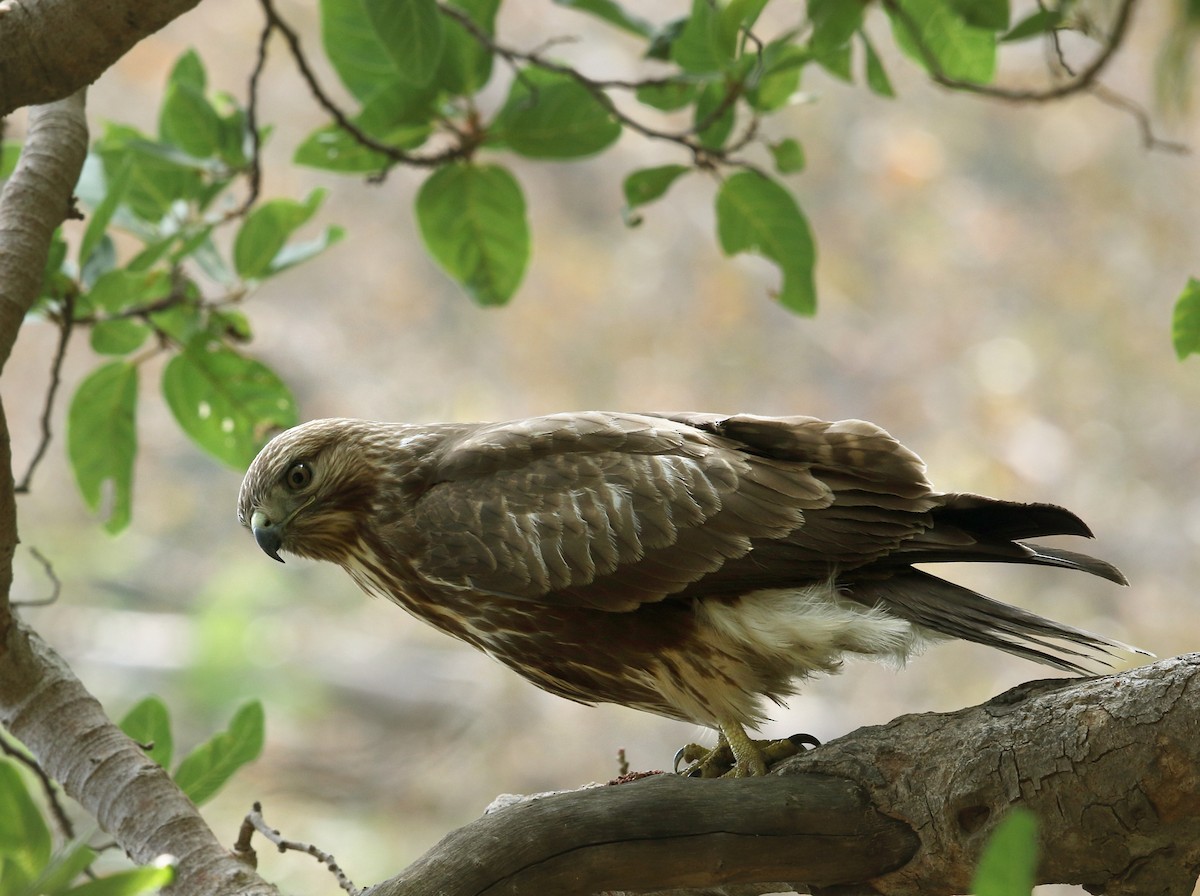 Common Buzzard - Gobind Sagar Bhardwaj