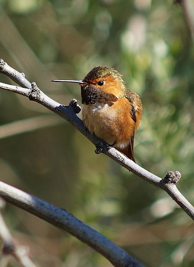 Allen's Hummingbird - ML396054031