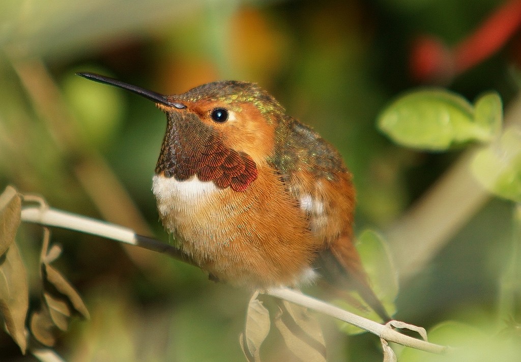 Colibrí de Allen - ML396054051