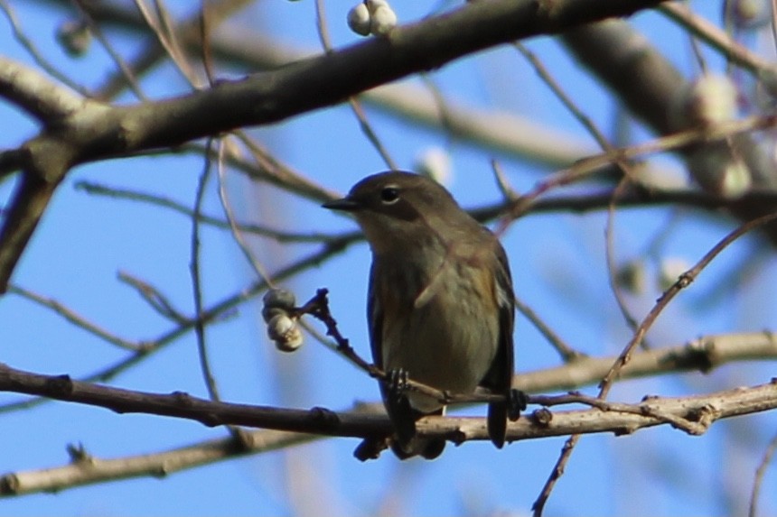 Yellow-rumped Warbler - ML396055391