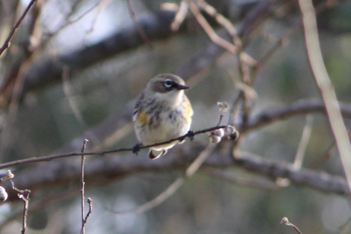 Yellow-rumped Warbler - ML396055401