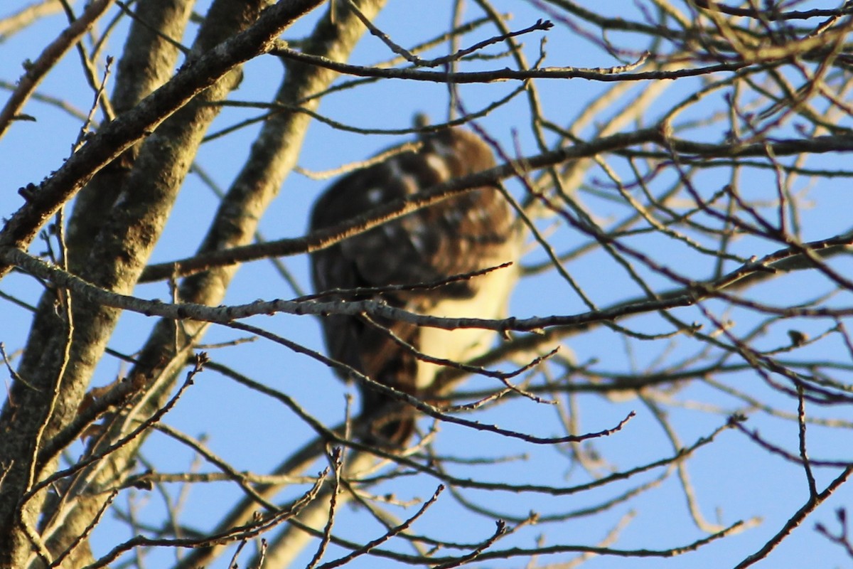 Red-shouldered Hawk - Susan Wood