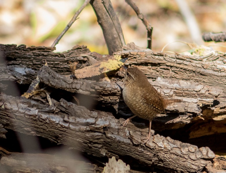 Winter Wren - Jake Mohlmann