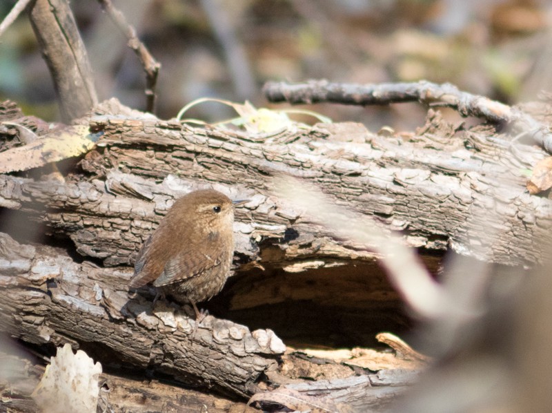 Winter Wren - Jake Mohlmann