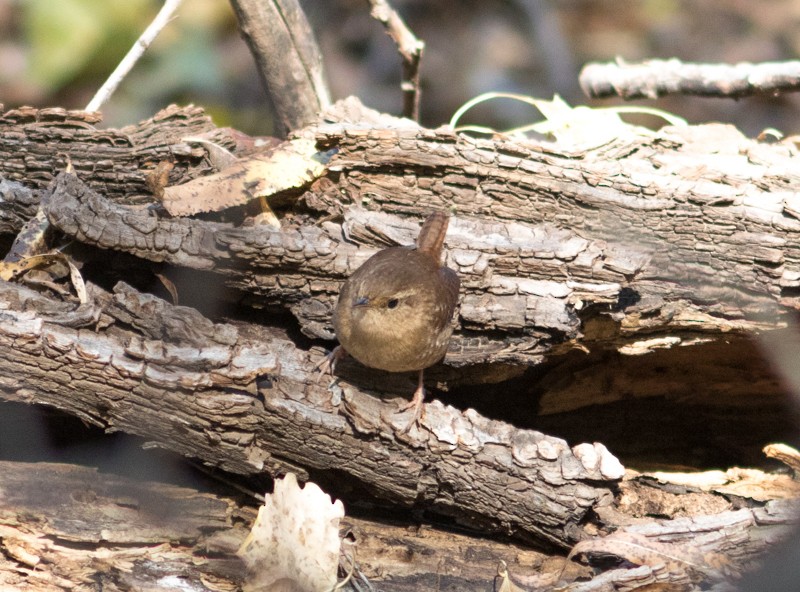 Winter Wren - ML39605651