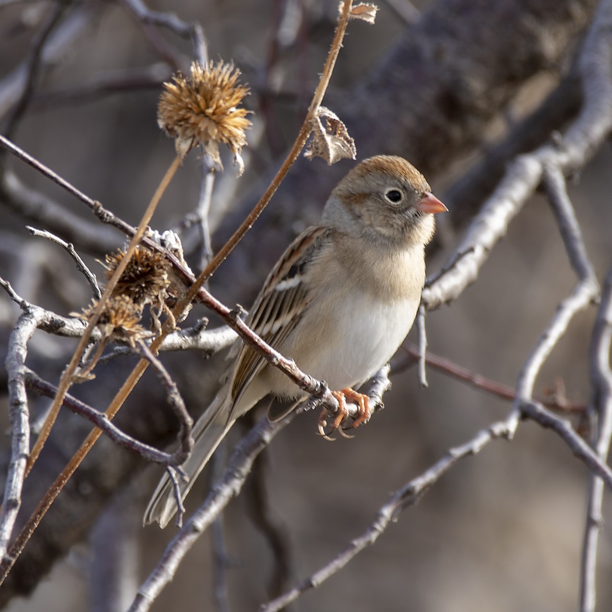 Field Sparrow - ML396058481