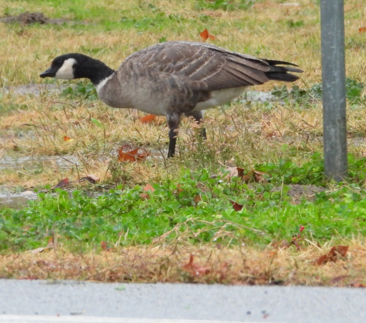 シジュウカラガン - ML396059821