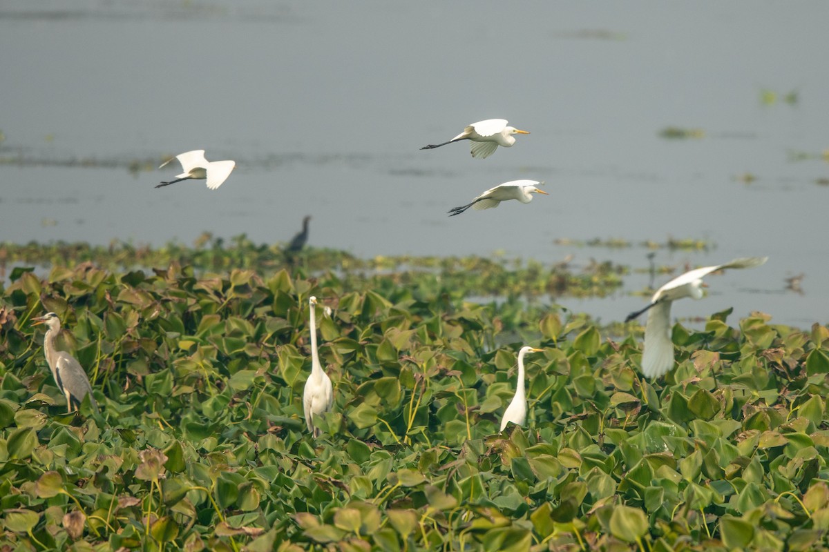 Great Egret - ML396061501