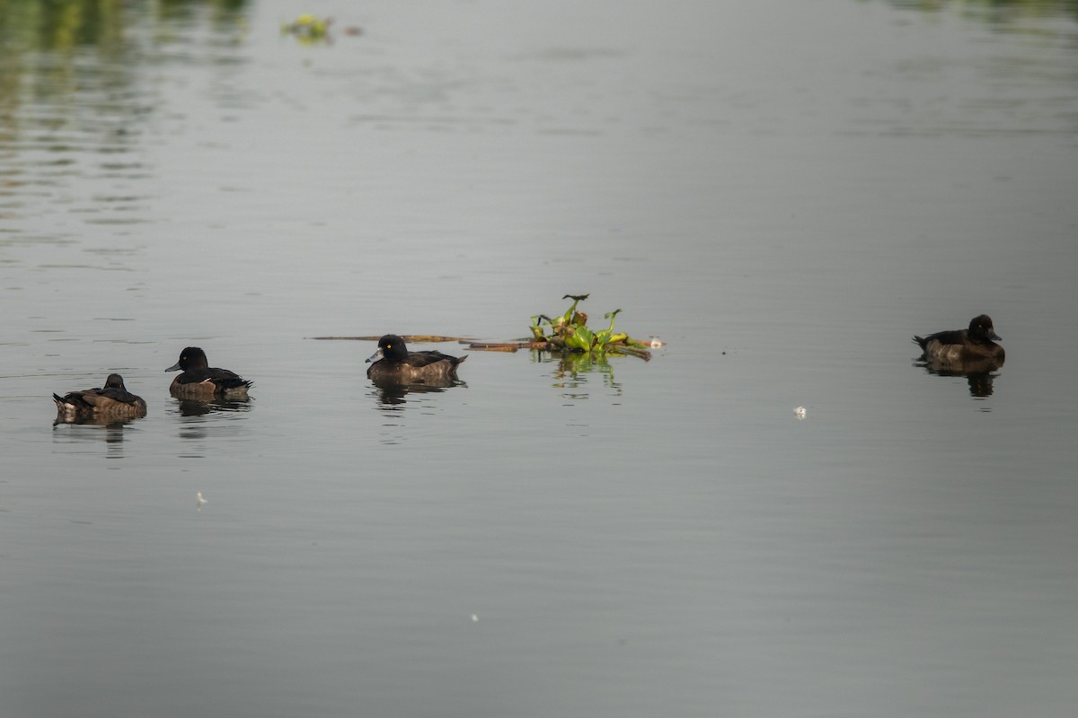 Tufted Duck - ML396062311