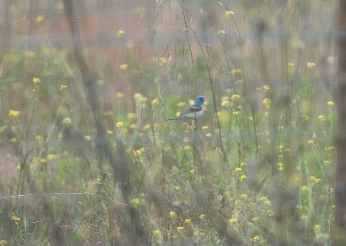 Lazuli Bunting - ML396062751