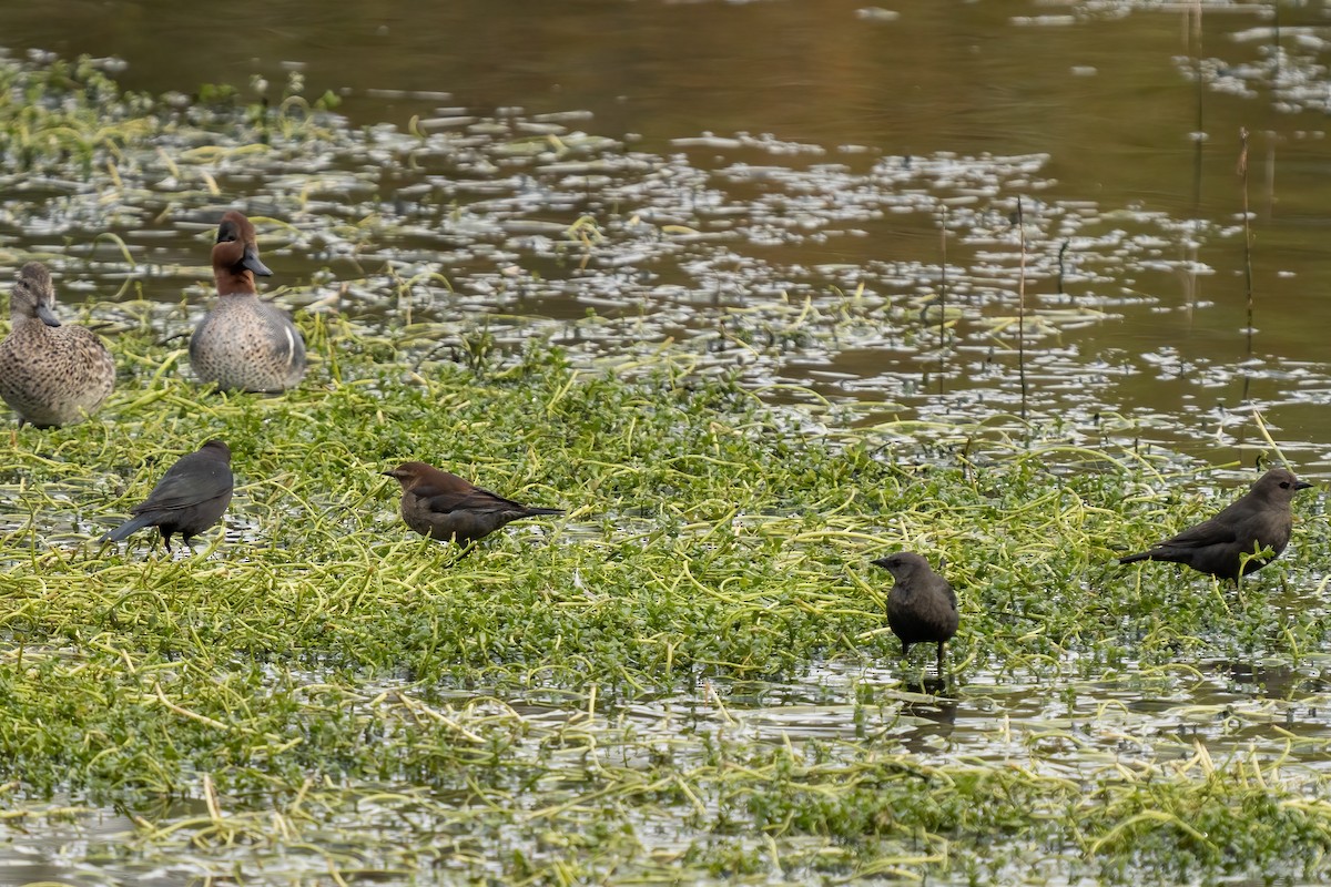 Rusty Blackbird - ML396063711