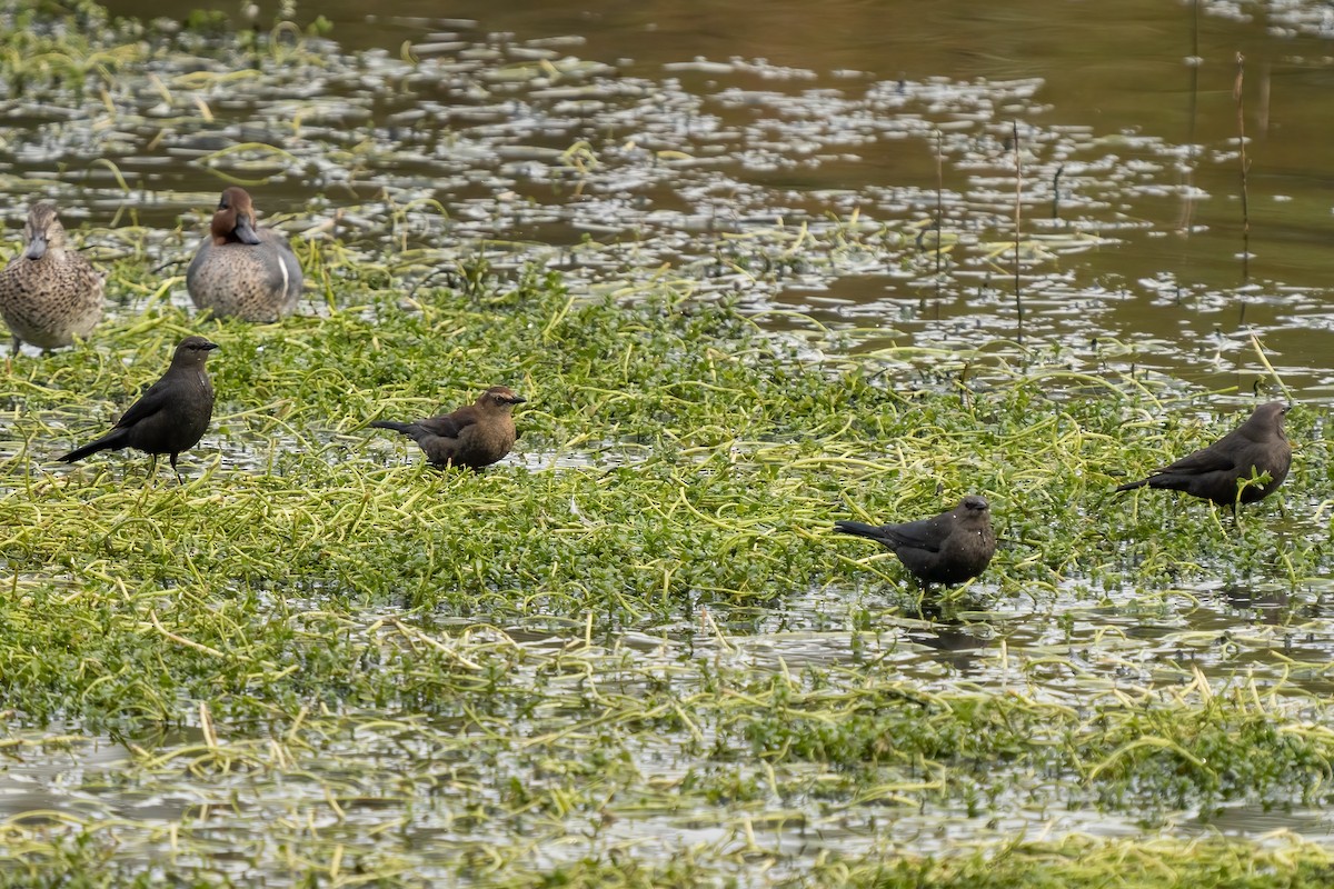 Rusty Blackbird - ML396063731