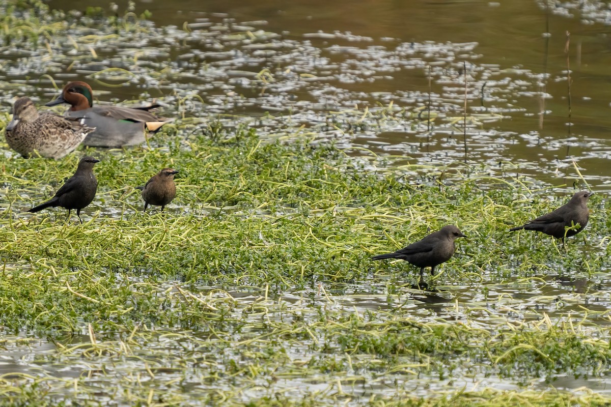 Rusty Blackbird - ML396063741