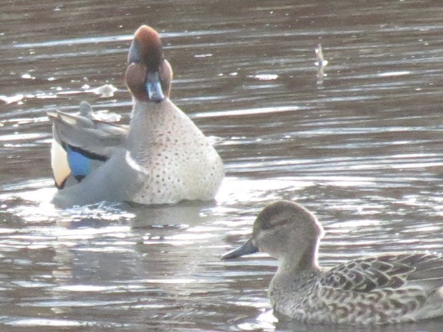 Green-winged Teal - ML396064061
