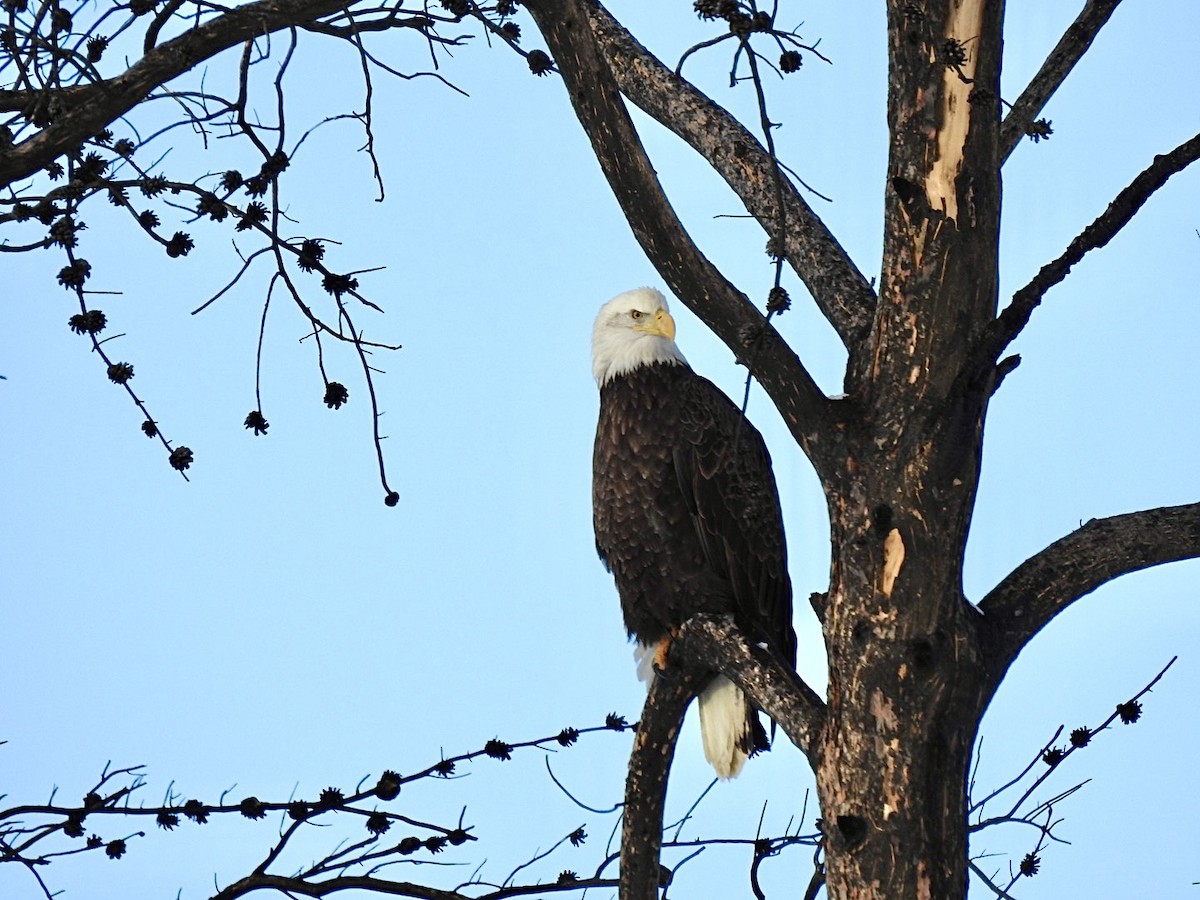 Bald Eagle - Sharlane Toole