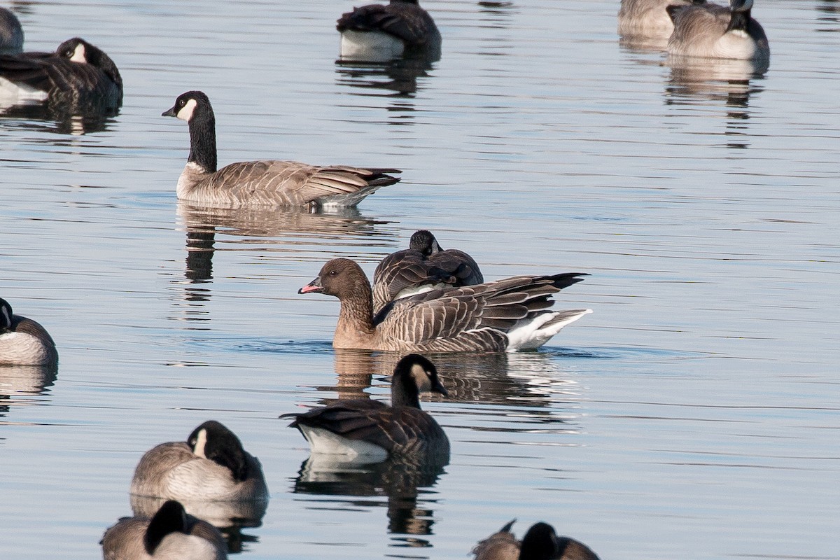 Pink-footed Goose - ML396065671