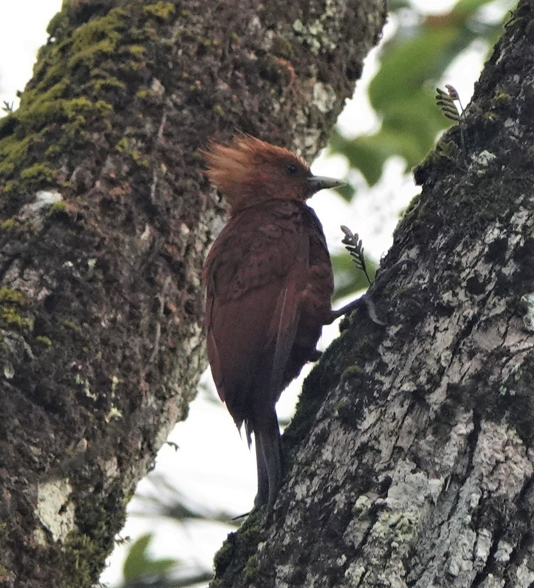 Chestnut-colored Woodpecker - ML396066941