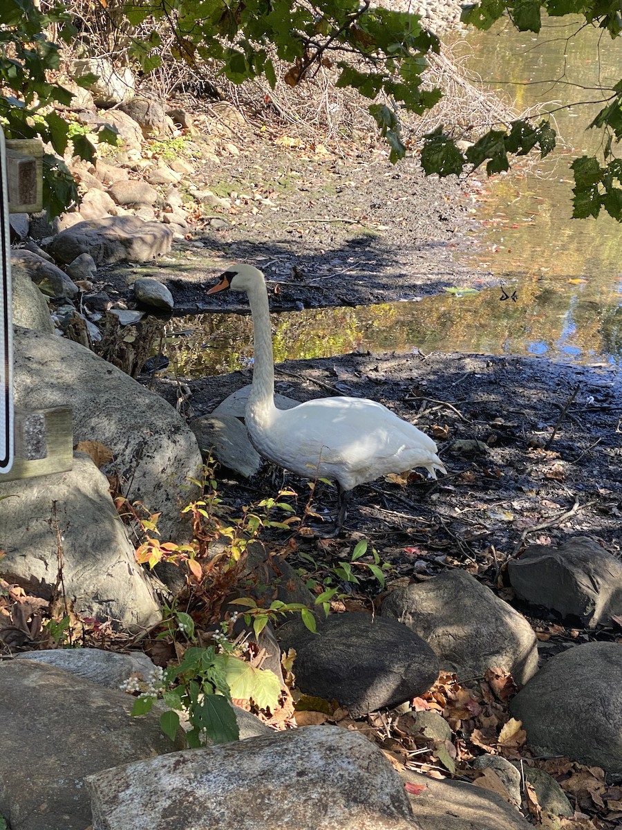 Cygne tuberculé - ML396067991