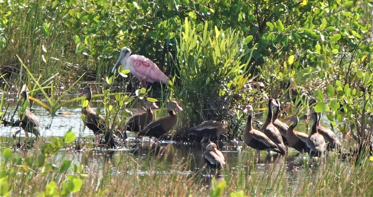 Black-bellied Whistling-Duck - ML396069411