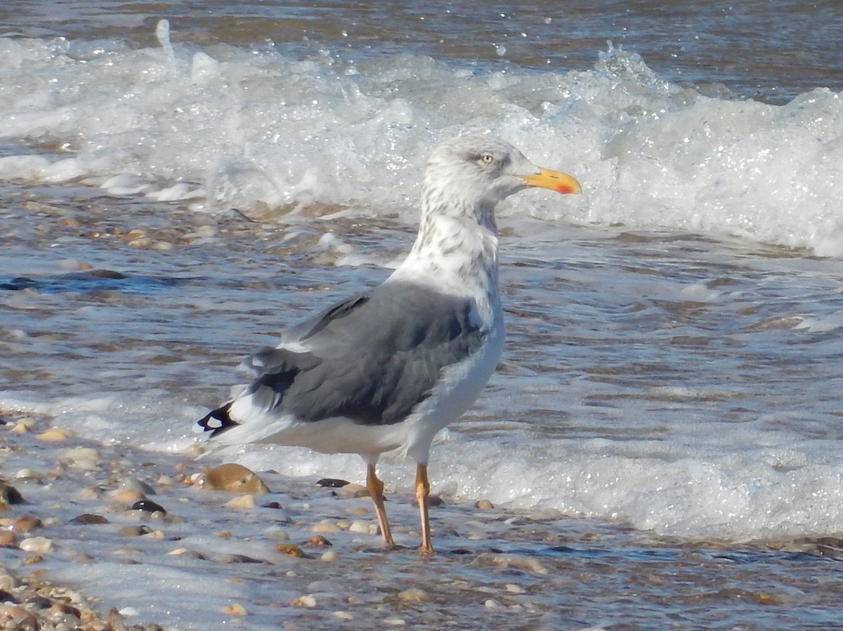 Lesser Black-backed Gull - ML39607071