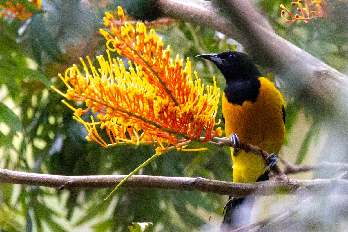 Black-vented Oriole - ML396070771