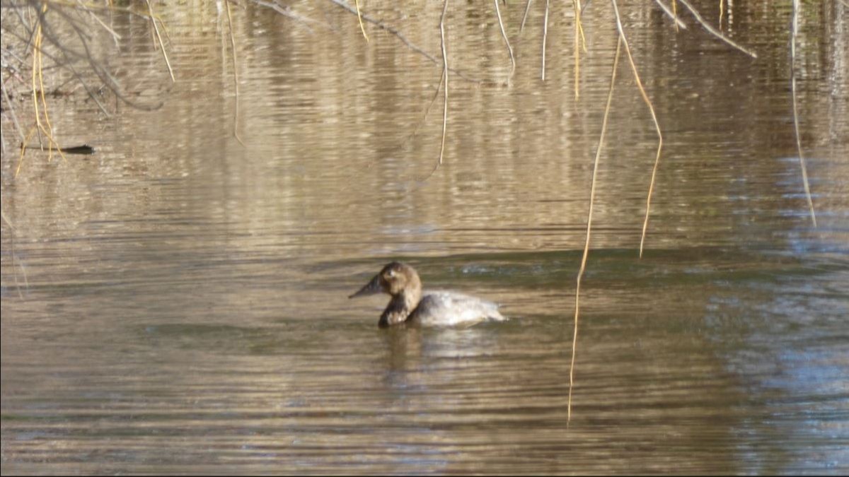 Canvasback - ML396071901