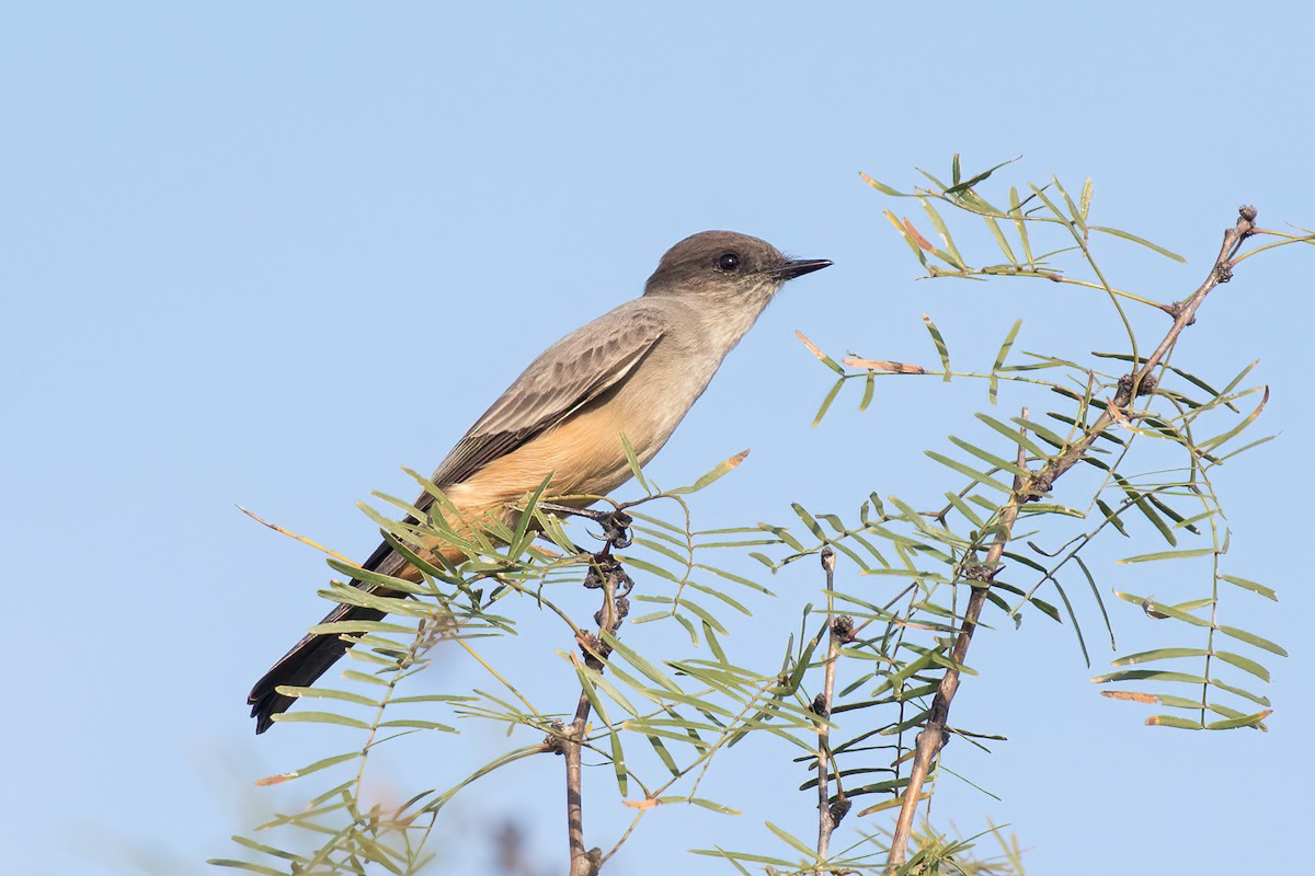 Say's Phoebe - ML396074751