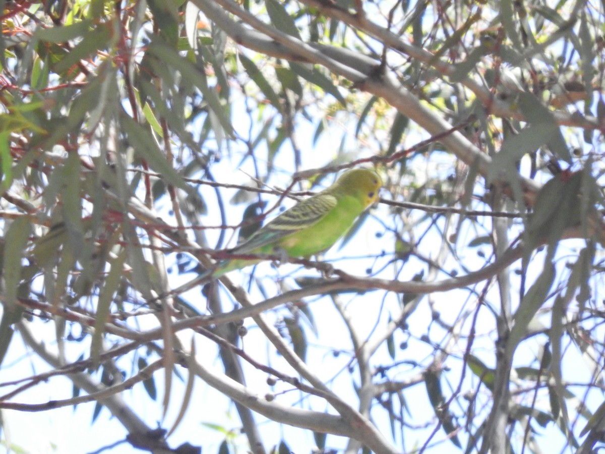 Budgerigar - ML396075281