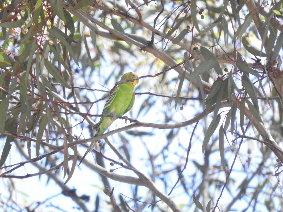 Budgerigar - ML396075291