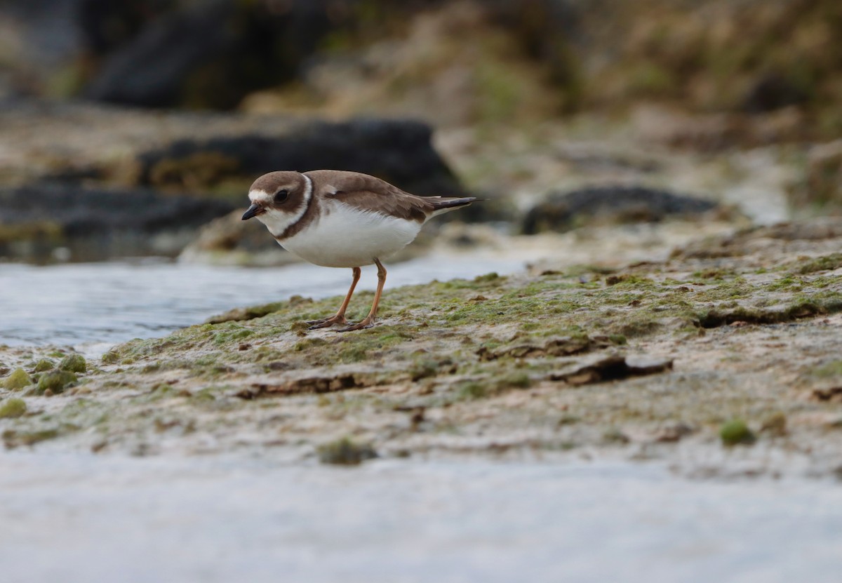 Semipalmated Plover - ML396075311
