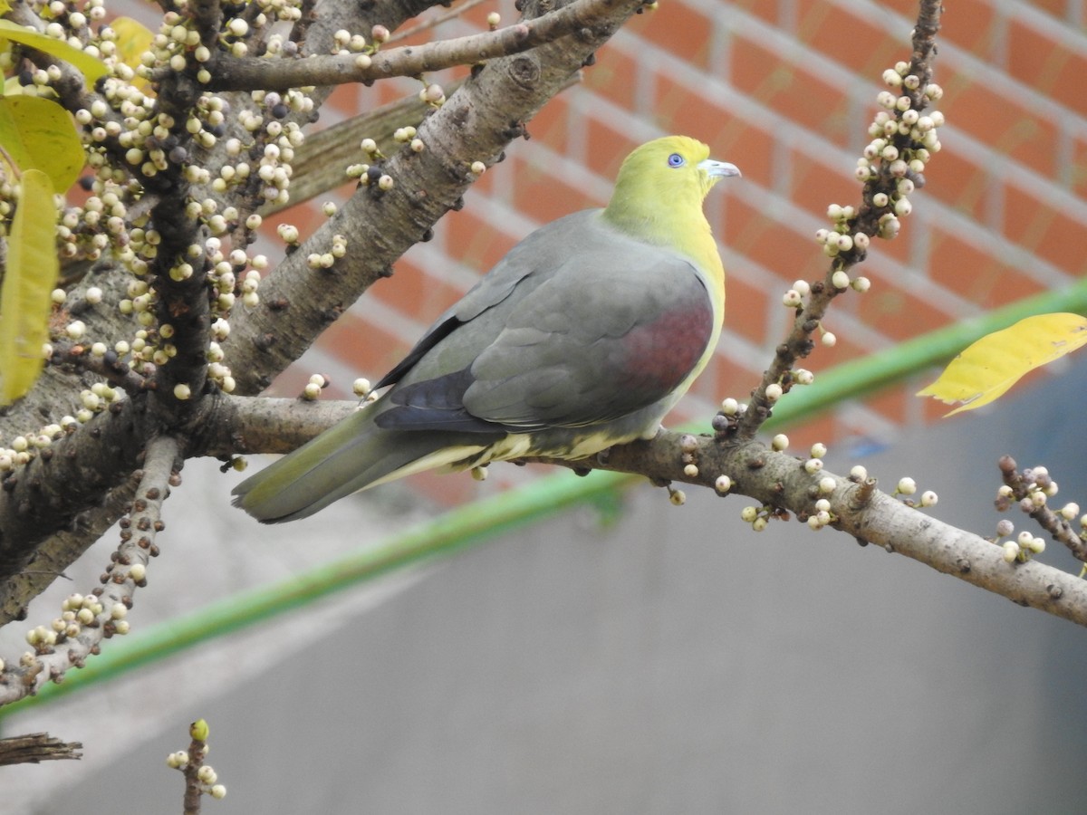 White-bellied Green-Pigeon - 承恩 (Cheng-En) 謝 (HSIEH)