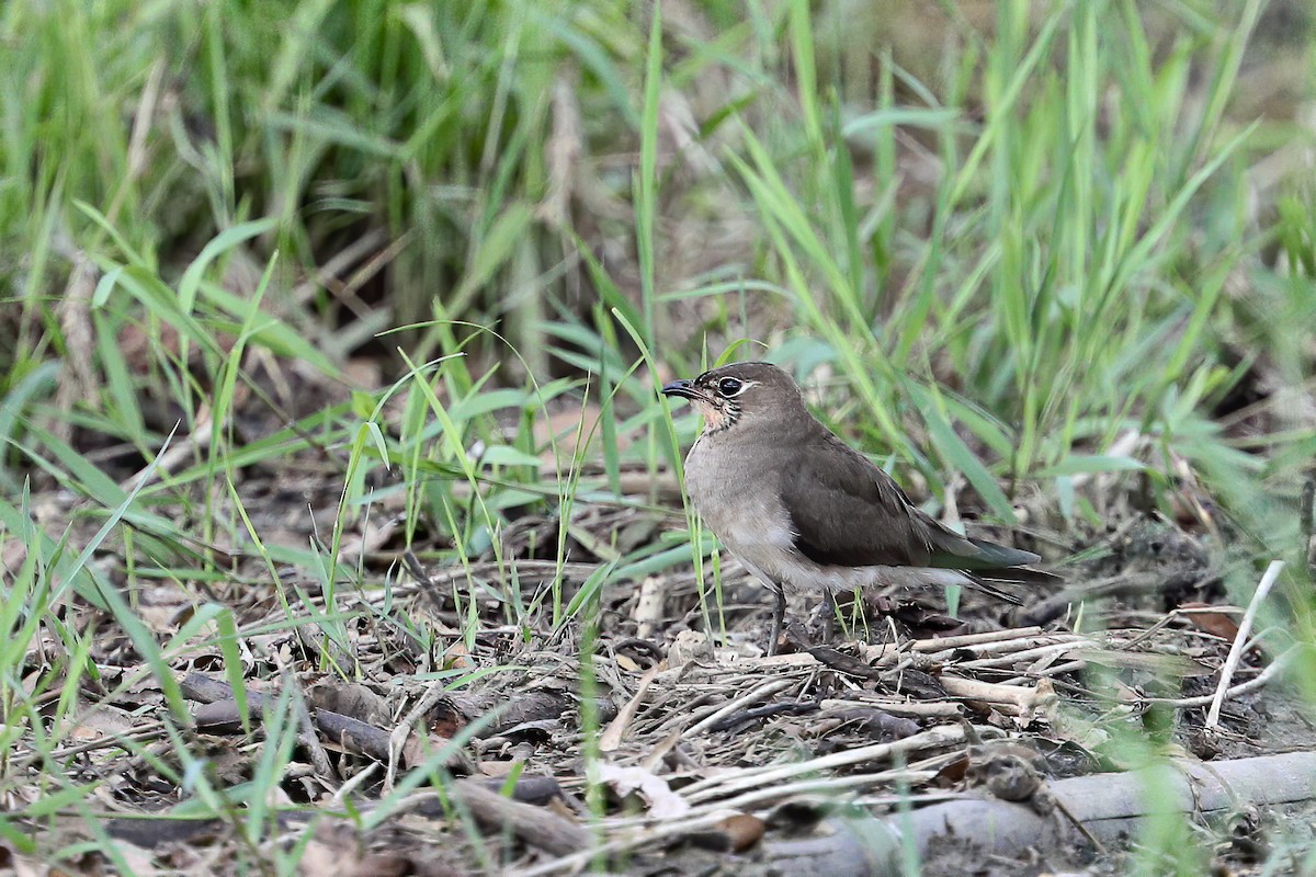 Oriental Pratincole - ML396076241
