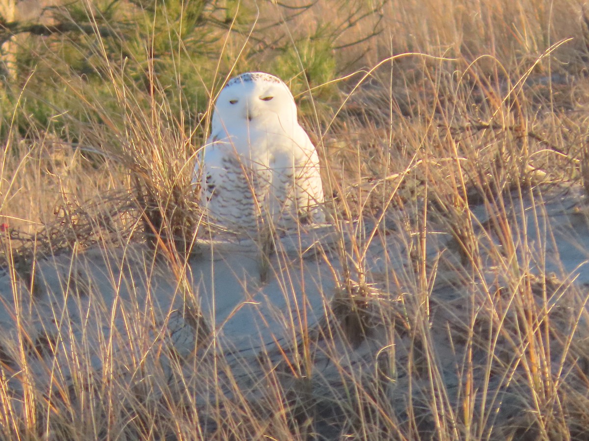 Snowy Owl - ML396078811