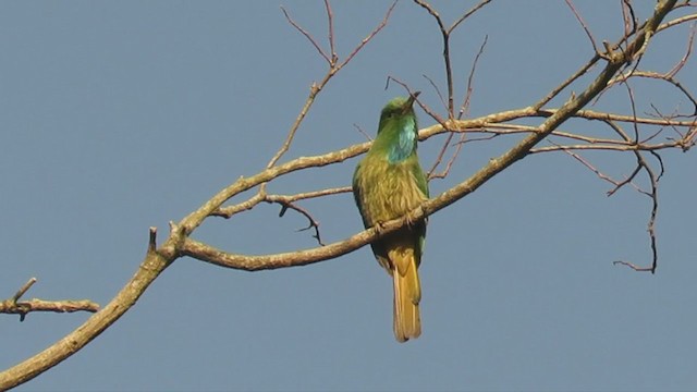 Blue-bearded Bee-eater - ML396079691