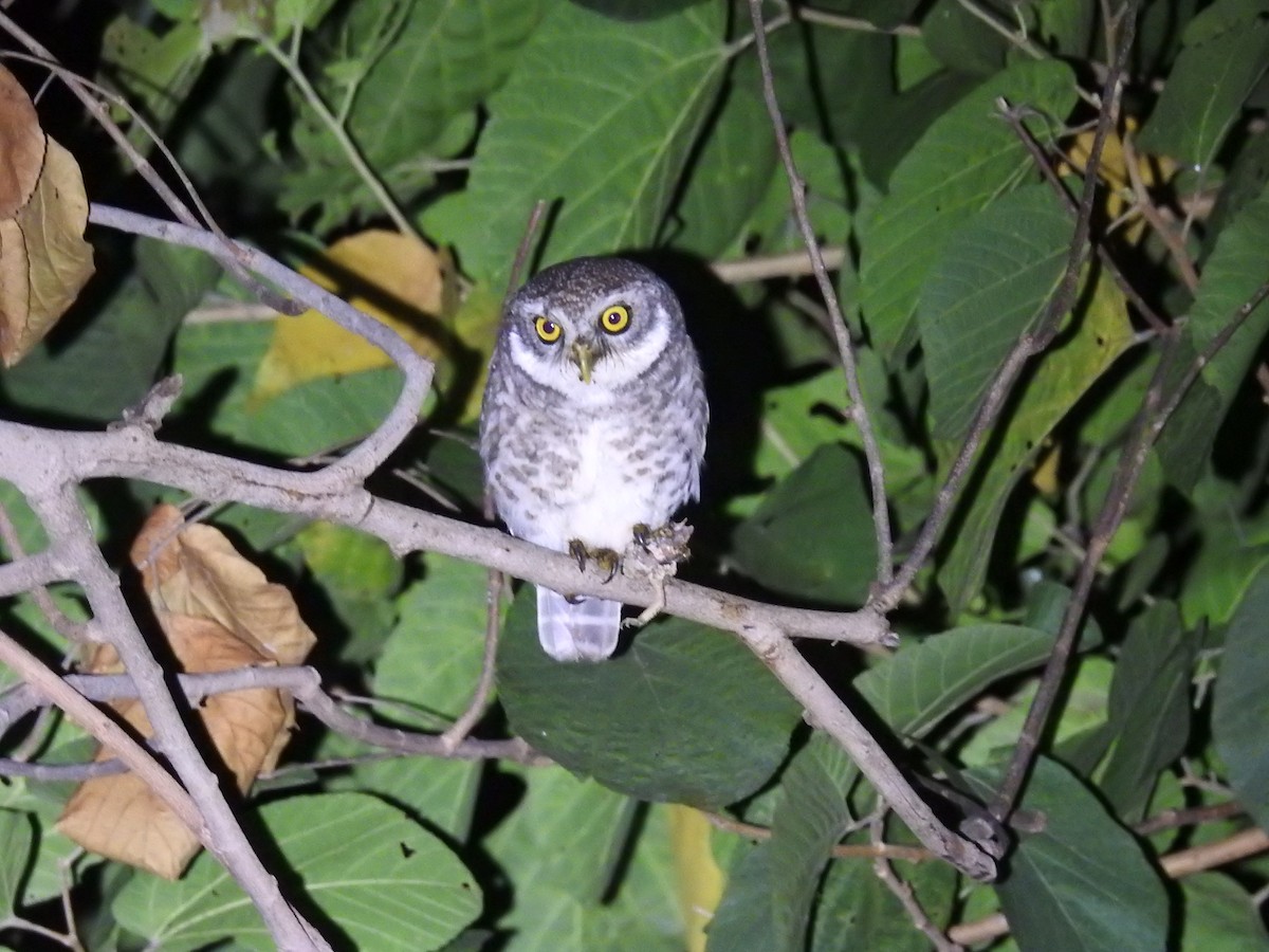 Spotted Owlet - ML396081741