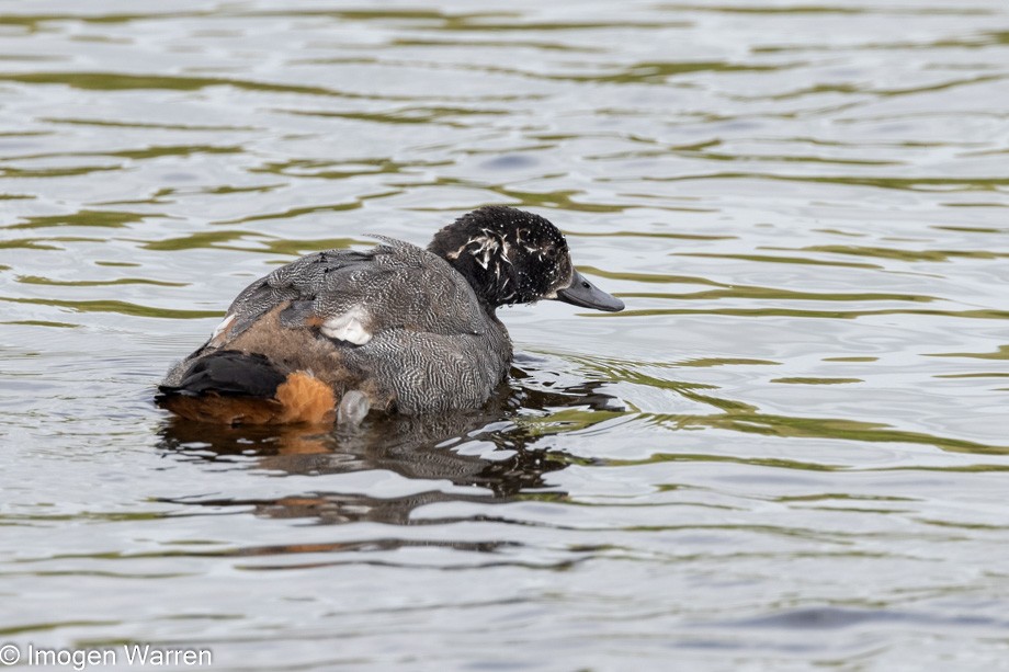 Paradise Shelduck - Imogen Warren