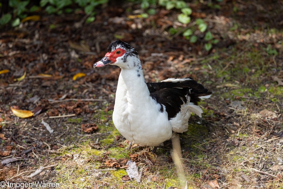 Muscovy Duck (Domestic type) - Imogen Warren