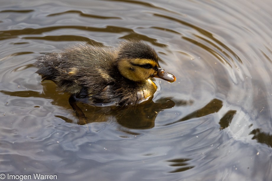 Mallard - ML396082591