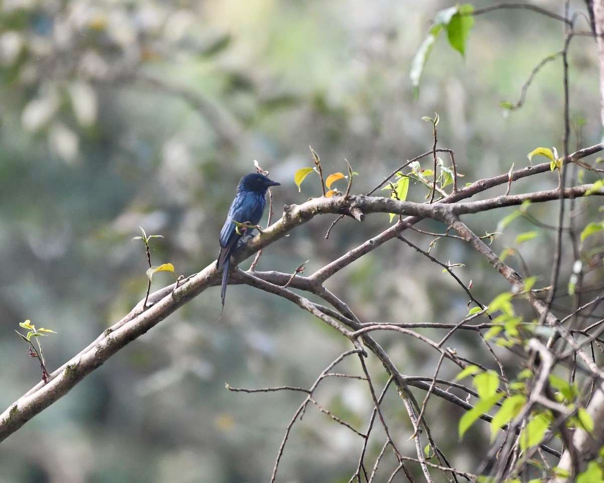 Bronzed Drongo - ML396084791