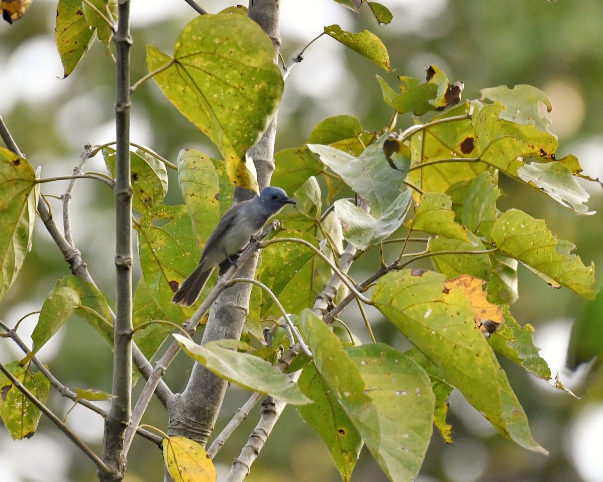 Black-naped Monarch - ML396084811