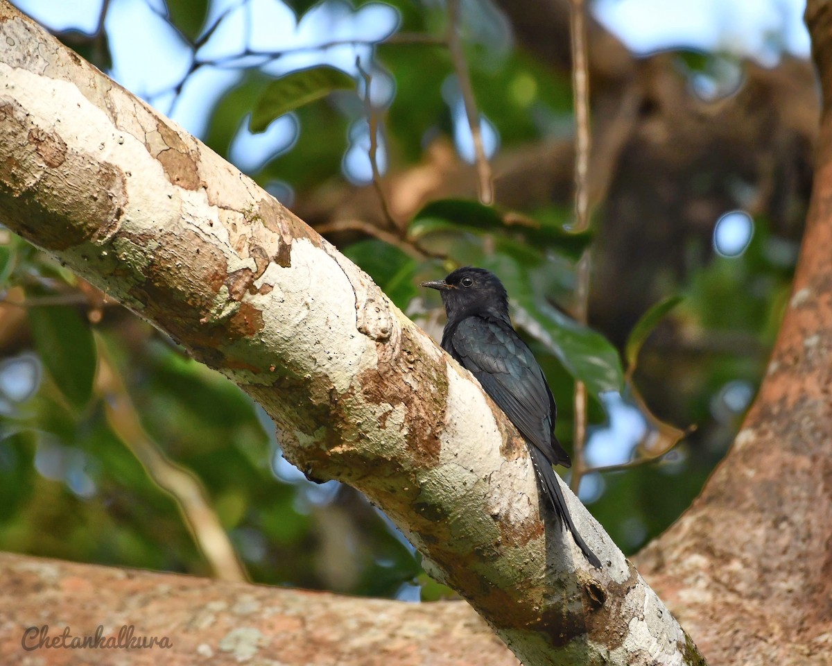 Fork-tailed Drongo-Cuckoo - ML396084831