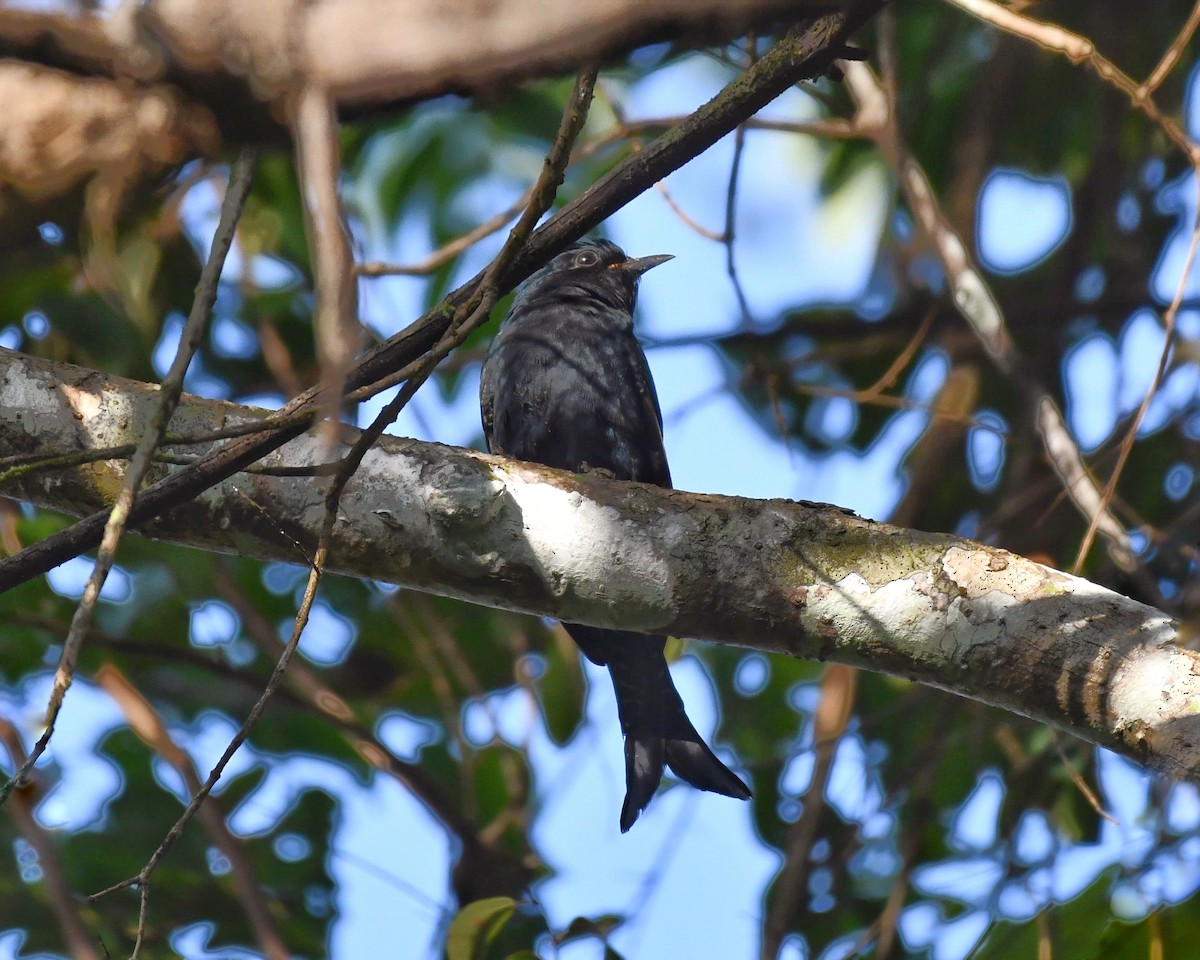 Fork-tailed Drongo-Cuckoo - ML396084851