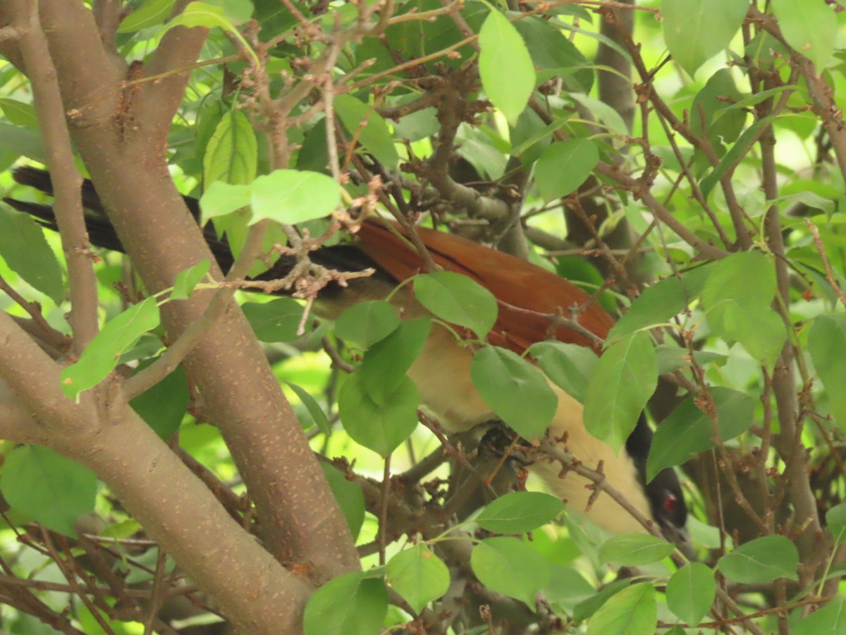 White-browed Coucal - ML396084891