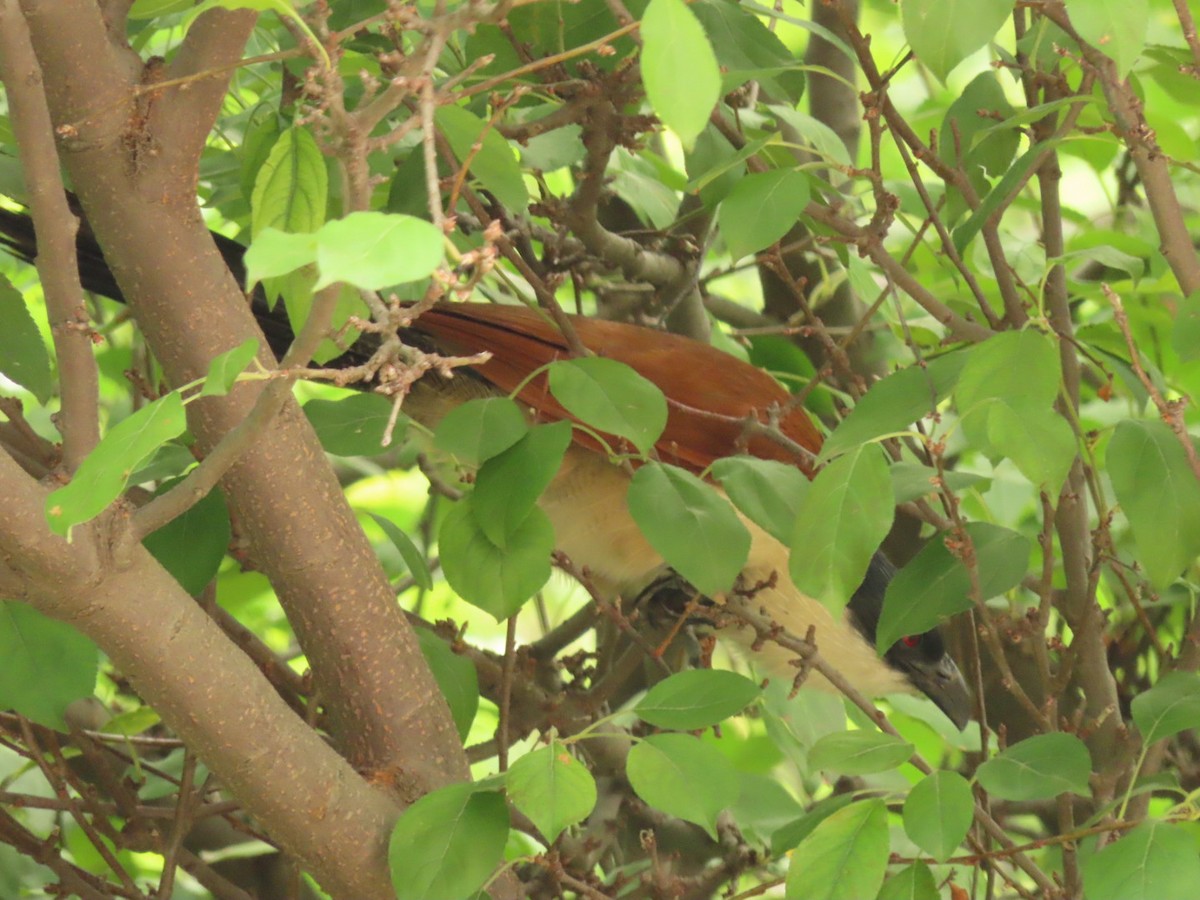 White-browed Coucal - ML396084901