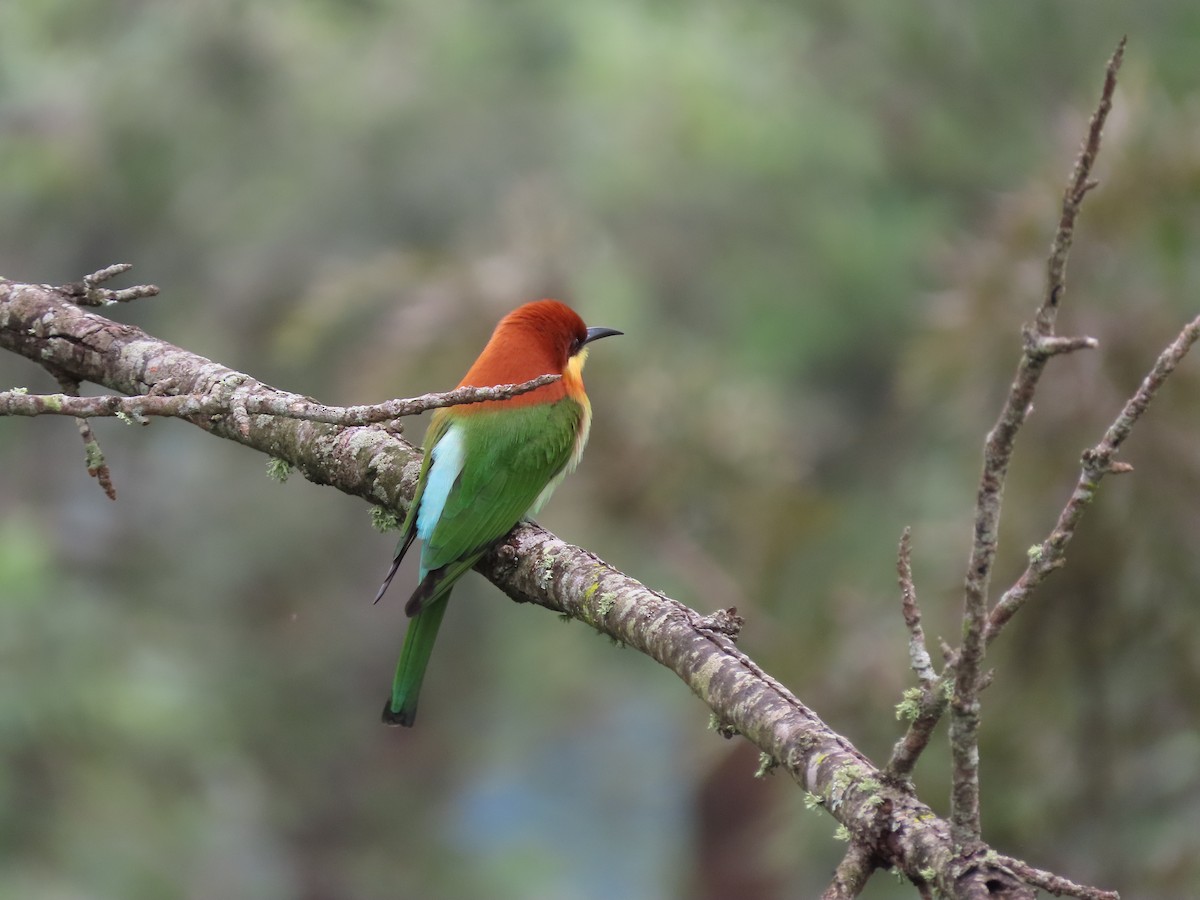 Chestnut-headed Bee-eater - ML396085021