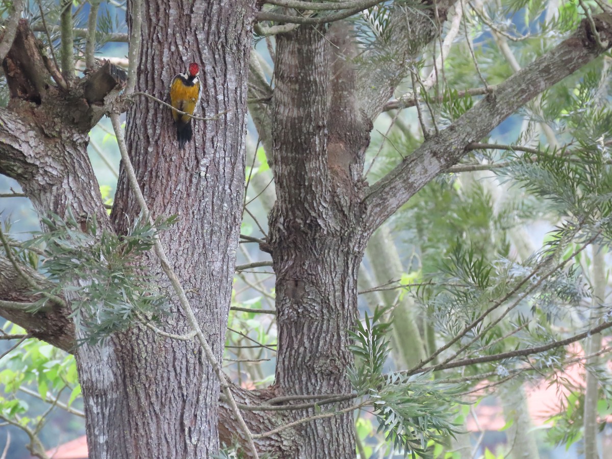 Black-rumped Flameback - ML396085031