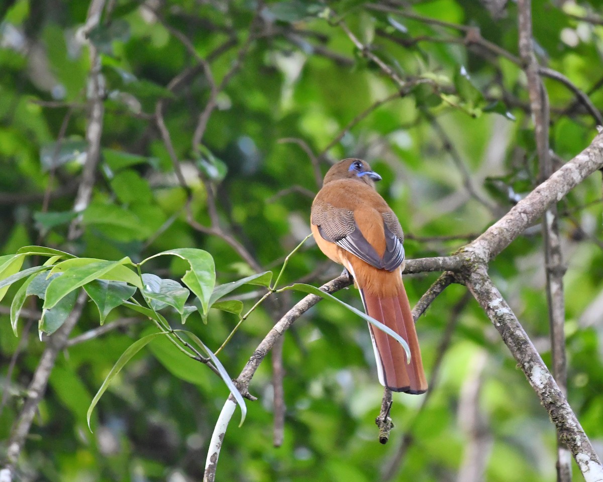 Malabar Trogon - ML396085071