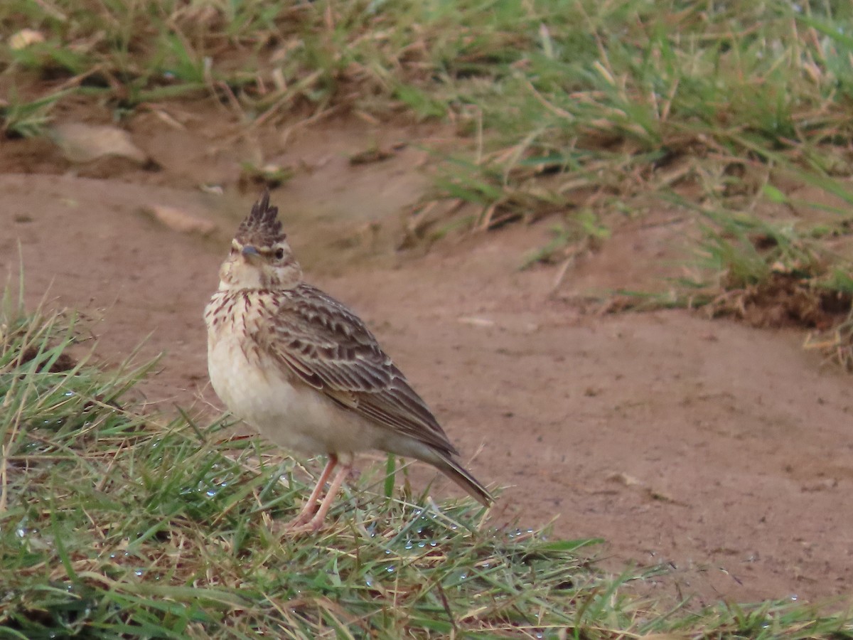 Malabar Lark - ML396085251