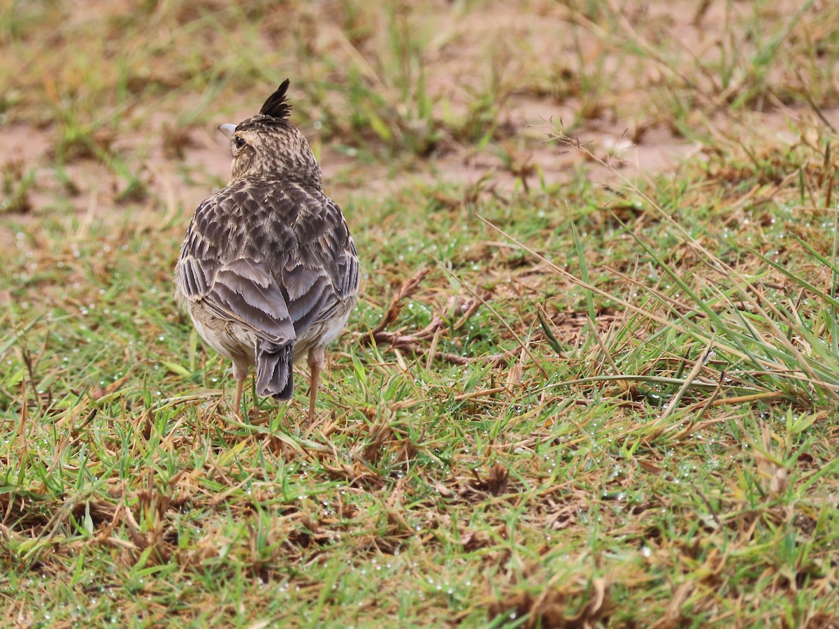 Malabar Lark - ML396085271